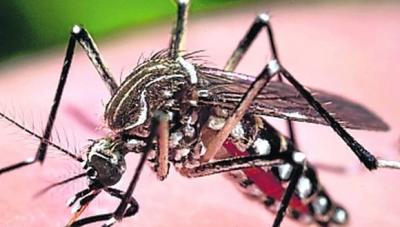 i  Si no hay mosquitos Aedes aegypti, no hay dengue