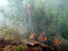 -Incendio forestal de grandes proporciones afecta Pinares de Mayarí