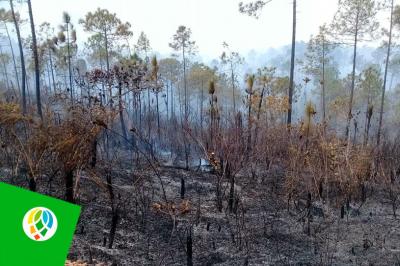 Pinar del Río: Combaten incendio forestal en las inmediaciones del parque nacional La Güira