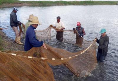 Aumenta capacidad de acuicultura en Pinar del Río